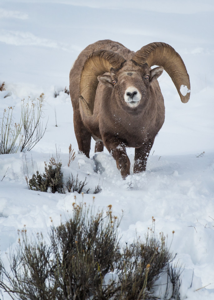 Bighorn Ram Low Stretch At You  Art | URSUS NATURE PHOTOGRAPHY