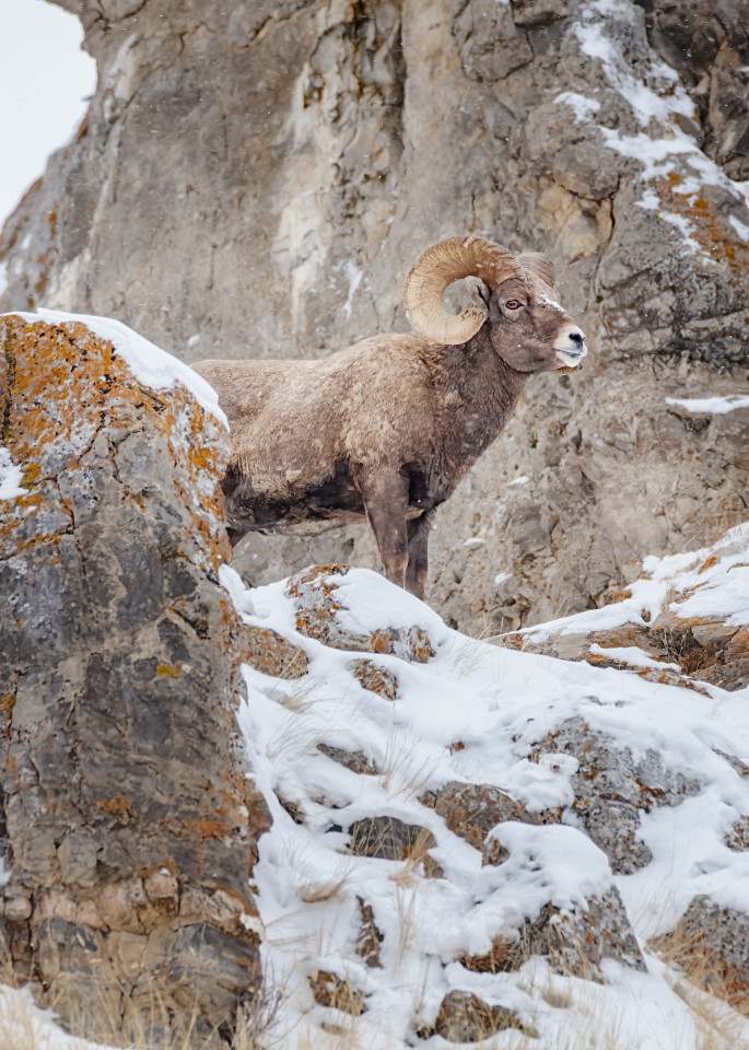 Bighorn Ram Looking At You From Saddle  Art | URSUS NATURE PHOTOGRAPHY