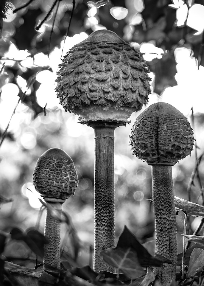 Macro B&W portraits of Fungi and Mushrooms is challenging and fun
https://www.royfraserphotographer.com/bw-abstract-flowers