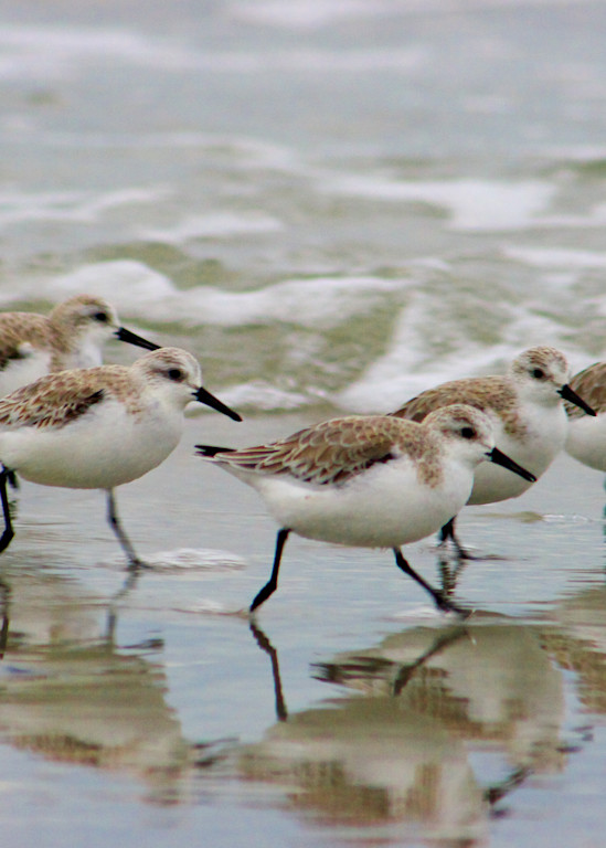 Beach Art - Sandpipers in the Surf Photograph