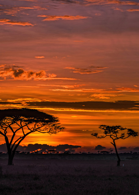 Sunrise On The Serengeti Photography Art | johnnelson