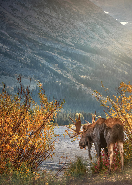 Moose Photography Art | Jim Collyer Photography