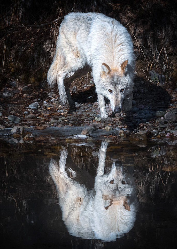 Reflection Wolf Photography Art | Jim Collyer Photography