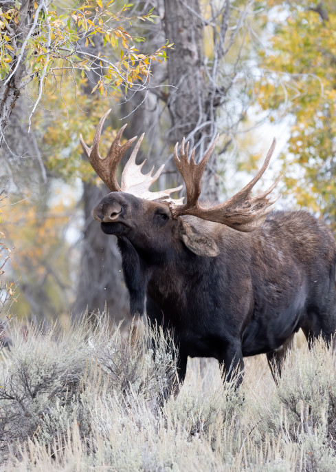 Bull Moose (Shoshone), Grand Teton National Park Photography Art | Tom Ingram Photography