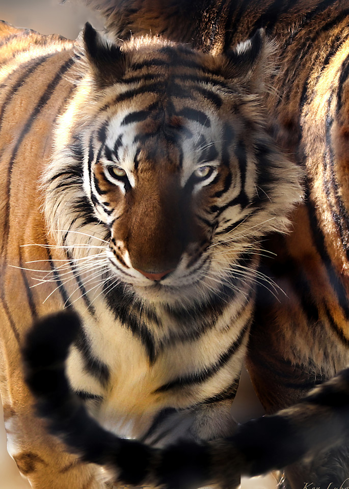 Tiger Whiskers Photography Art | Art Beyond Control