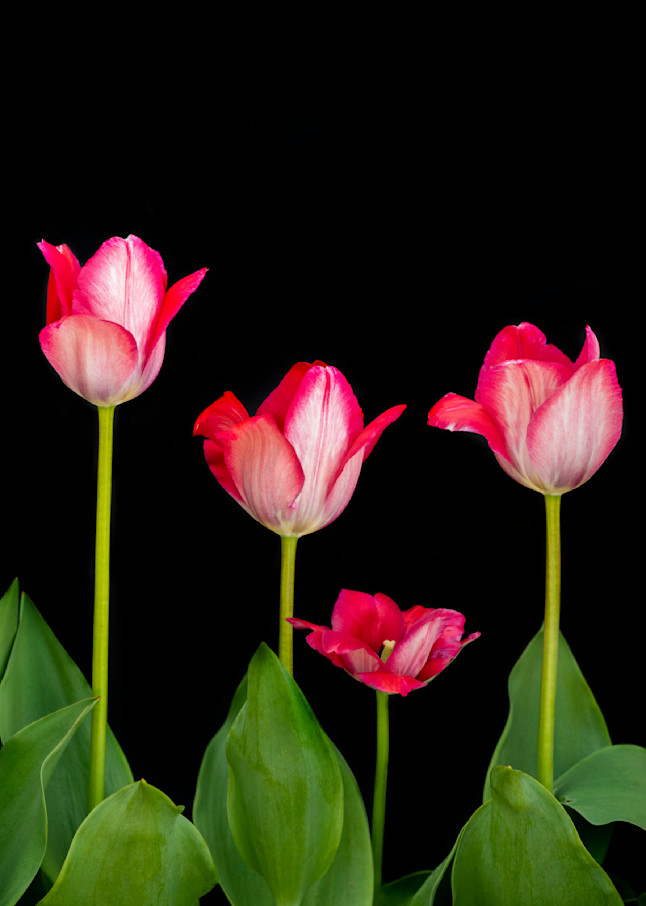 Pink Tulips of Four