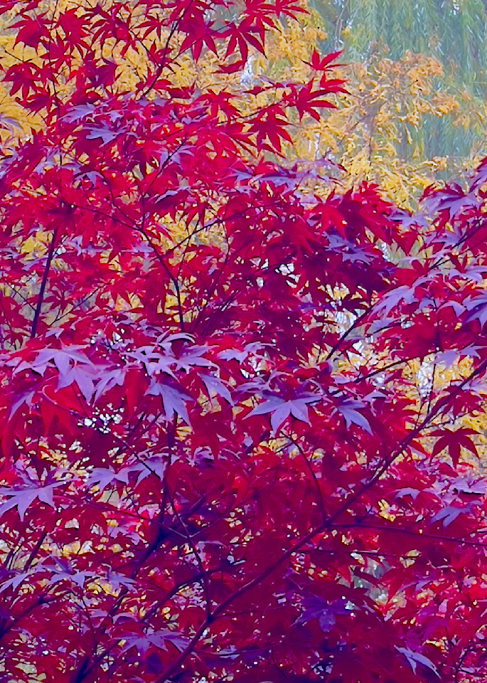 Japanese maple in Autumn Glow.