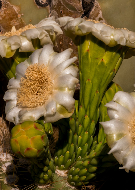DP765 Blooming Saguaro