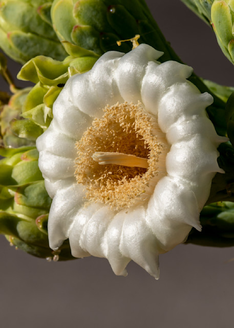 DP764 Saguaro Flower