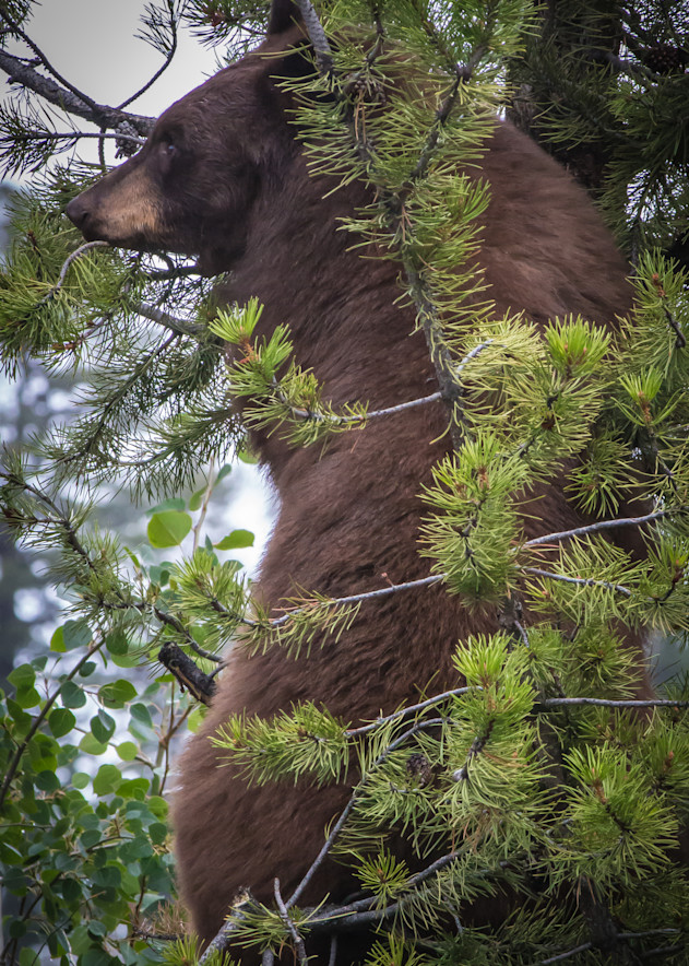 Bear In The Pines Photography Art | PS Ventures