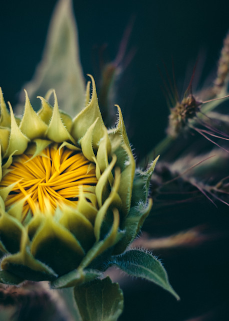 Opening, Sunflower Photography Art | Kim Clune Photography