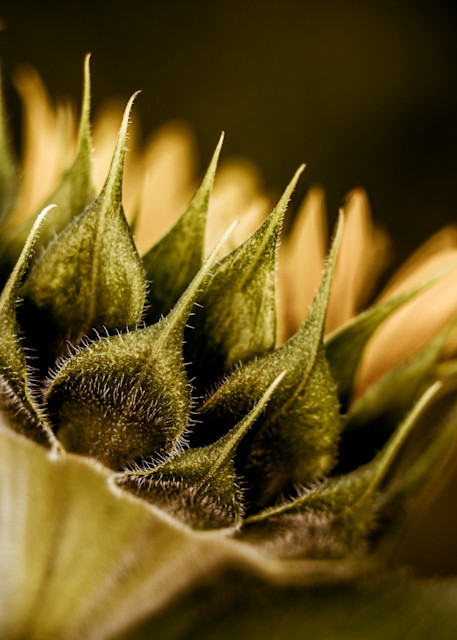 Young Sunflower Photography Art | Kim Clune Photography
