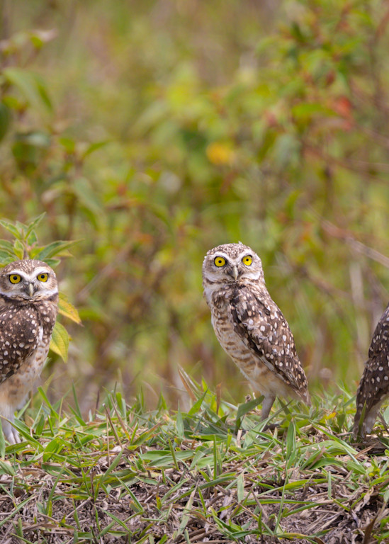 Burrowing Owls 