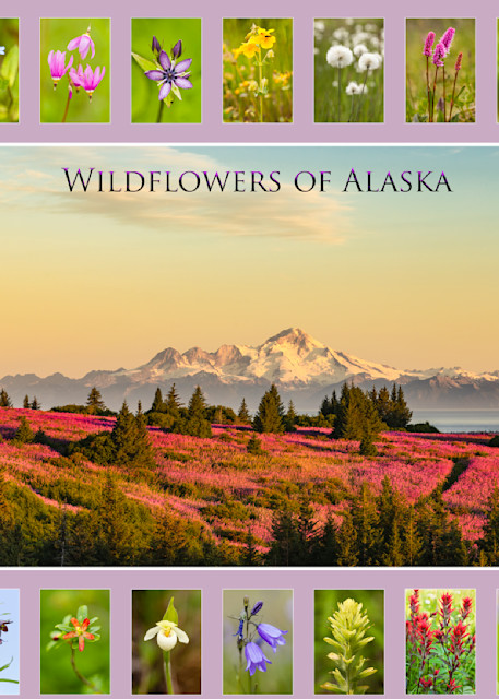 Collage of Alaska wildflowers.