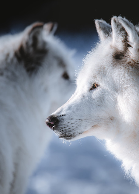 Packmates, West Yellowstone Photography Art | Kim Clune Photography