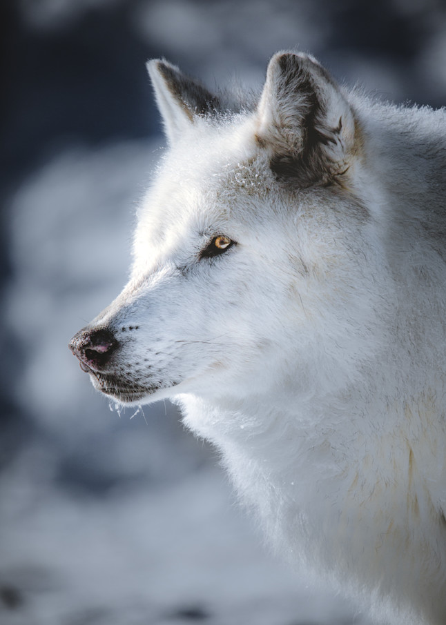 Wolf Profile, Montana Photography Art | Kim Clune Photography