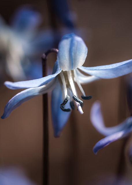 Sweet Siberian Squill Photography Art | Kim Clune Photography