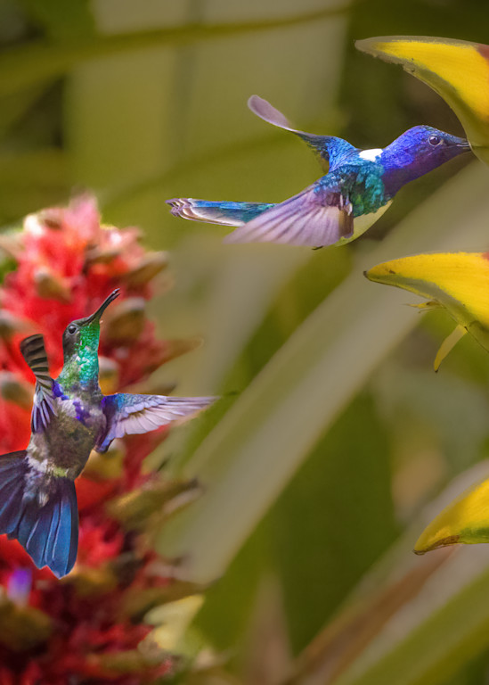 Crowned Woodnymph and White Necked Jacobin Hummingbirds