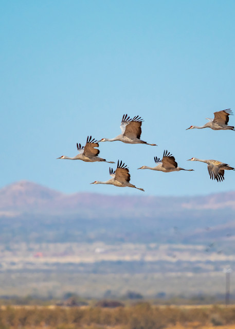 Sandhill Cranes At Whitewater Draw Photography Art | Images By Cheri