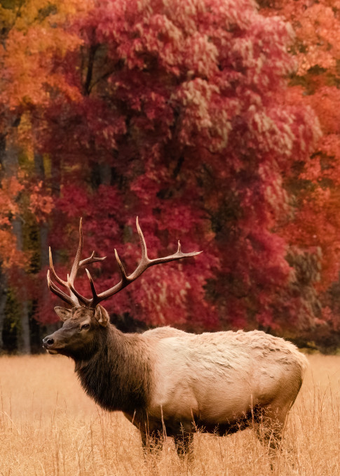 Beautiful Bull Elk In Red Autumn Foliage Print