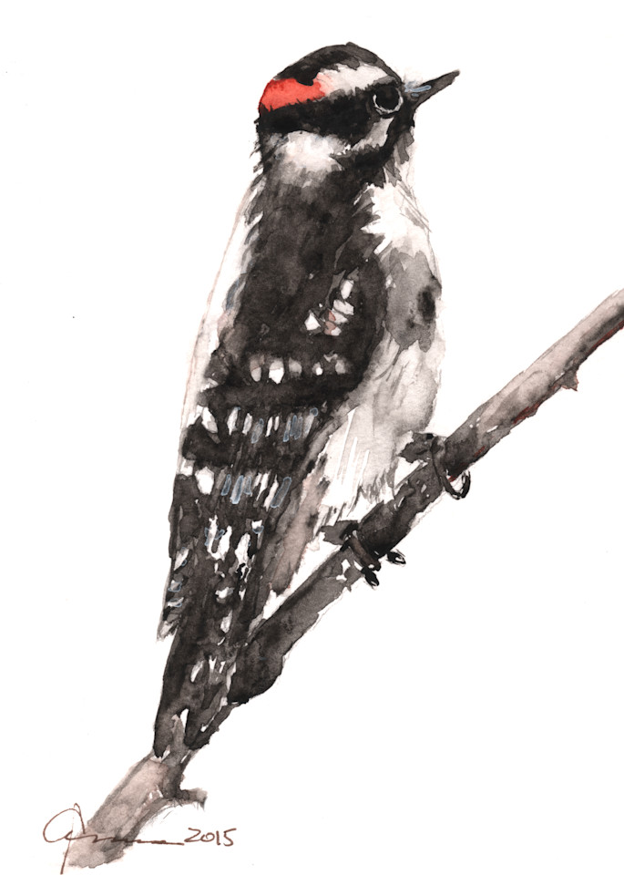 Downy Woodpecker Watercolor Print | Claudia Hafner Watercolor
