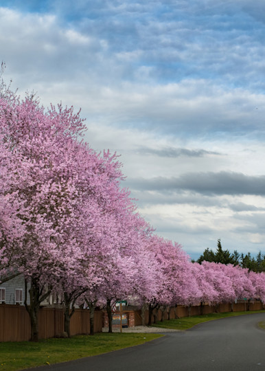 Cherry Trees In Spring Photography Art | johnnelson
