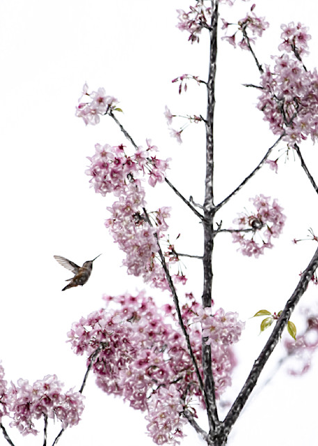 Hummingbird And Cherry Blossoms Photography Art | Mindy Fine Art Photography