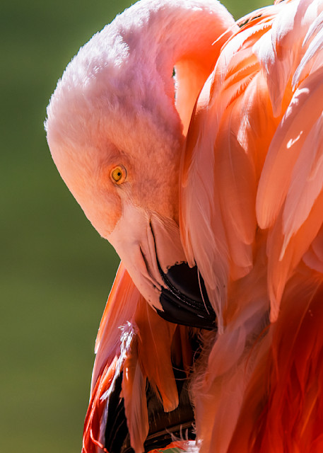 Pink Flamingo Naptime Photography Art | Images By Cheri