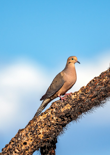 Mourning Dove In Tucson Arizona Photography Art | Images By Cheri