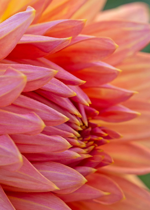 Pink And Yellow Dahlia Photography Art | Cindy Karchner Photography