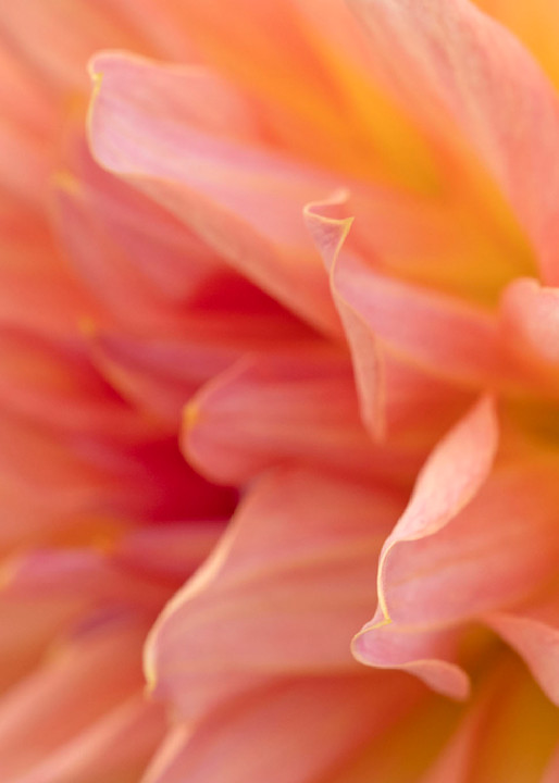 Soft Folds Pink Dahlia Photography Art | Cindy Karchner Photography