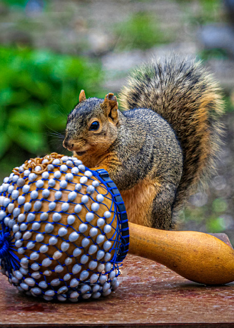 Squirrel Play The Cabasa Photography Art | Paul Kober Photo