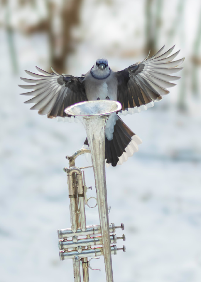  Swooping In For A Landing Photography Art | Paul Kober Photo