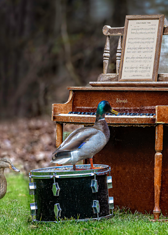 Cold Duck Time Photography Art | Paul Kober Photo