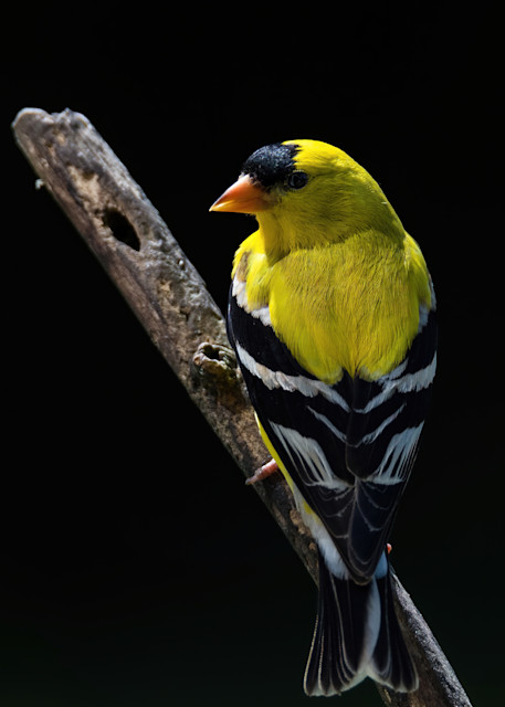 American Goldfinch In The Sun Photography Art | johnnelson