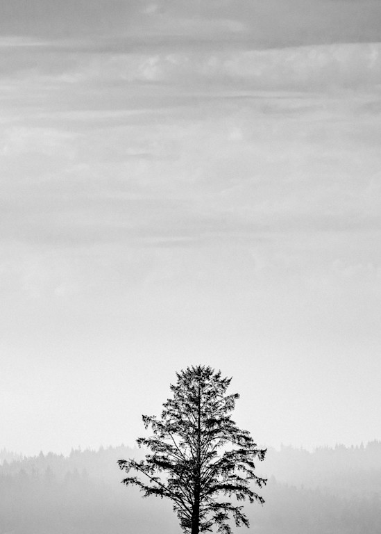 Lone Tree on the Willapa, Washington, 2022