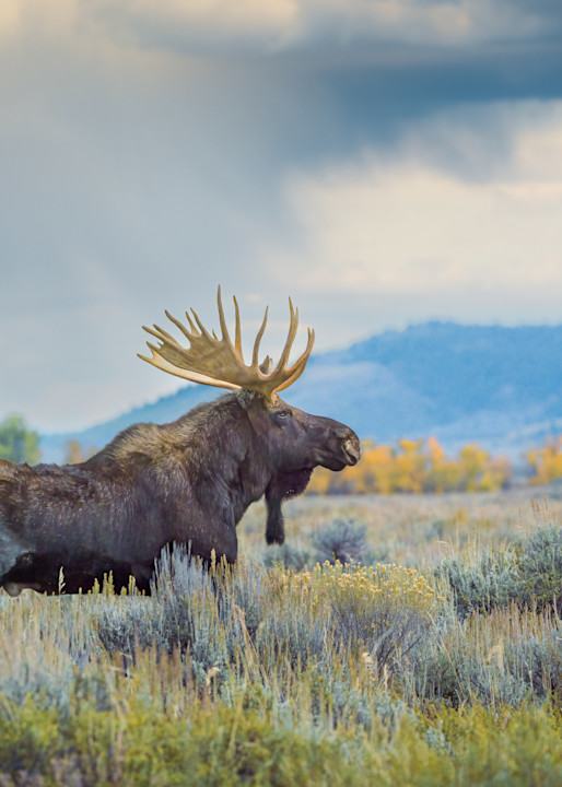 Grand Teton Bull Moose II