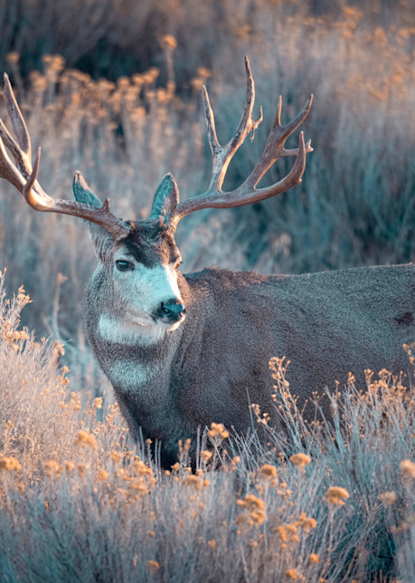 Monster Muley Photography Art | Jim Collyer Photography