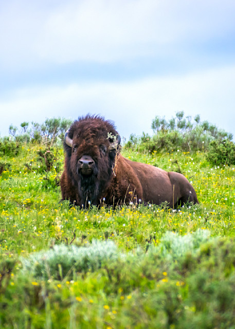Bison Resting Among The Wild Flowers Photography Art | Images By Cheri