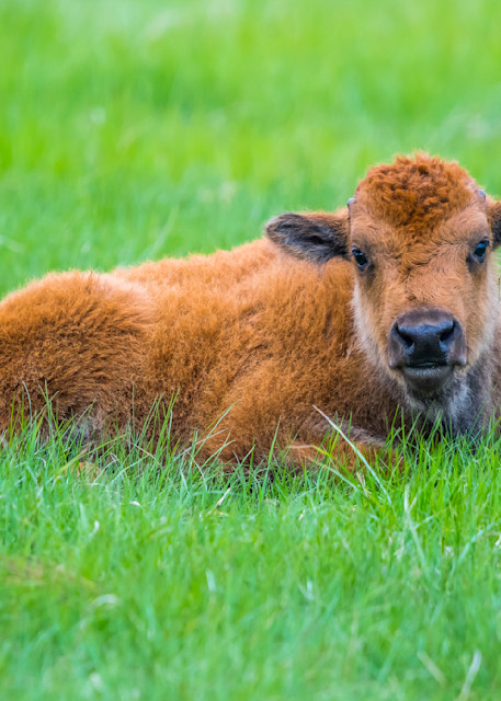 Adorable Baby Bison Photography Art | Images By Cheri