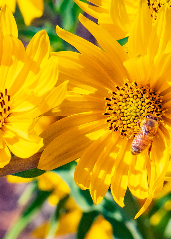 Yellow Flower And Bee Photography Art | Webster Gallery