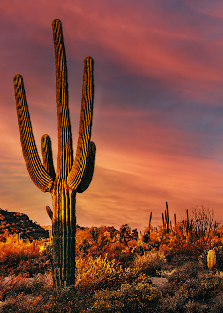 Saguaro At Sunset Photography Art | Lift Your Eyes Photography