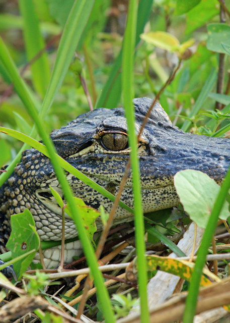 Young Alligator In The Everglades Photography Art | johnnelson