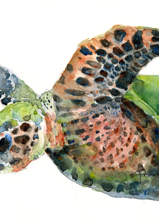 Sea Turtle 5 Art | Claudia Hafner Watercolor