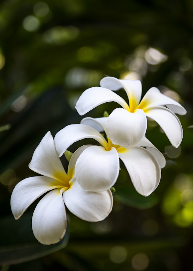 Delightful White Hawaiian Plumeria Flower Photography Art | Images By Cheri