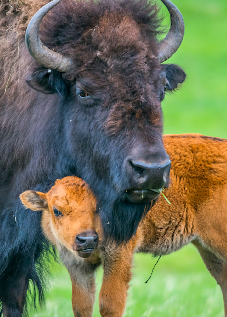Mother Bison Protecting Baby Photography Art | Images By Cheri