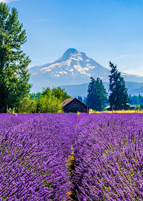 Lavender Field Mt Hood, Washington Photography Art | Images By Cheri