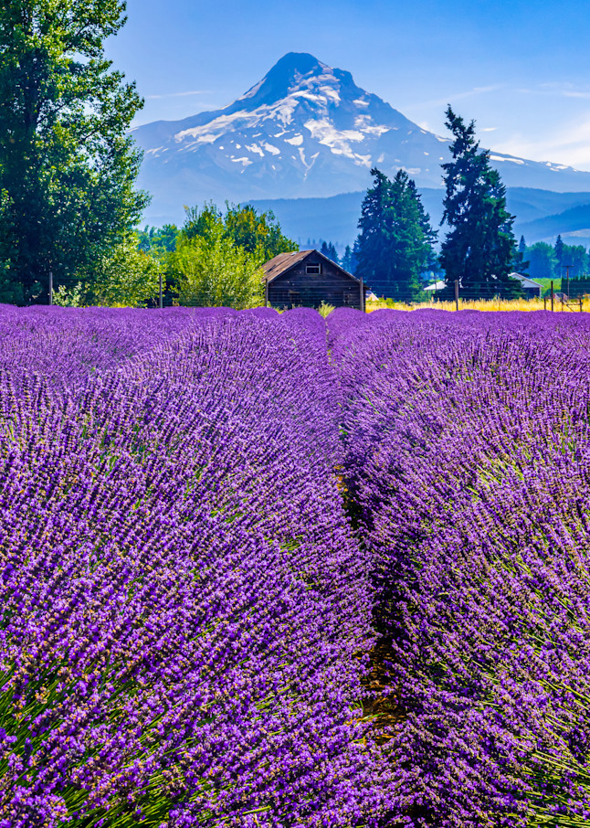 Lavender Fields In Oregon Photography Art | Images By Cheri