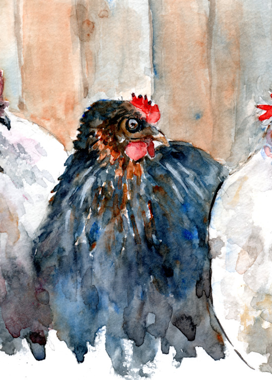 Chickens Three Art | Claudia Hafner Watercolor
