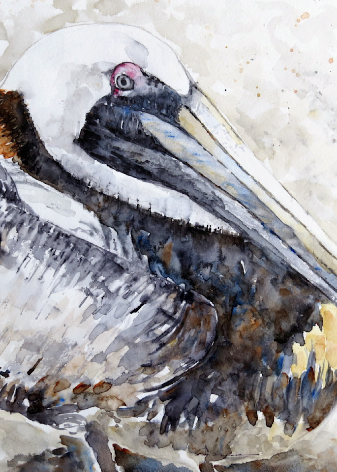 Pelican Repose Art | Claudia Hafner Watercolor